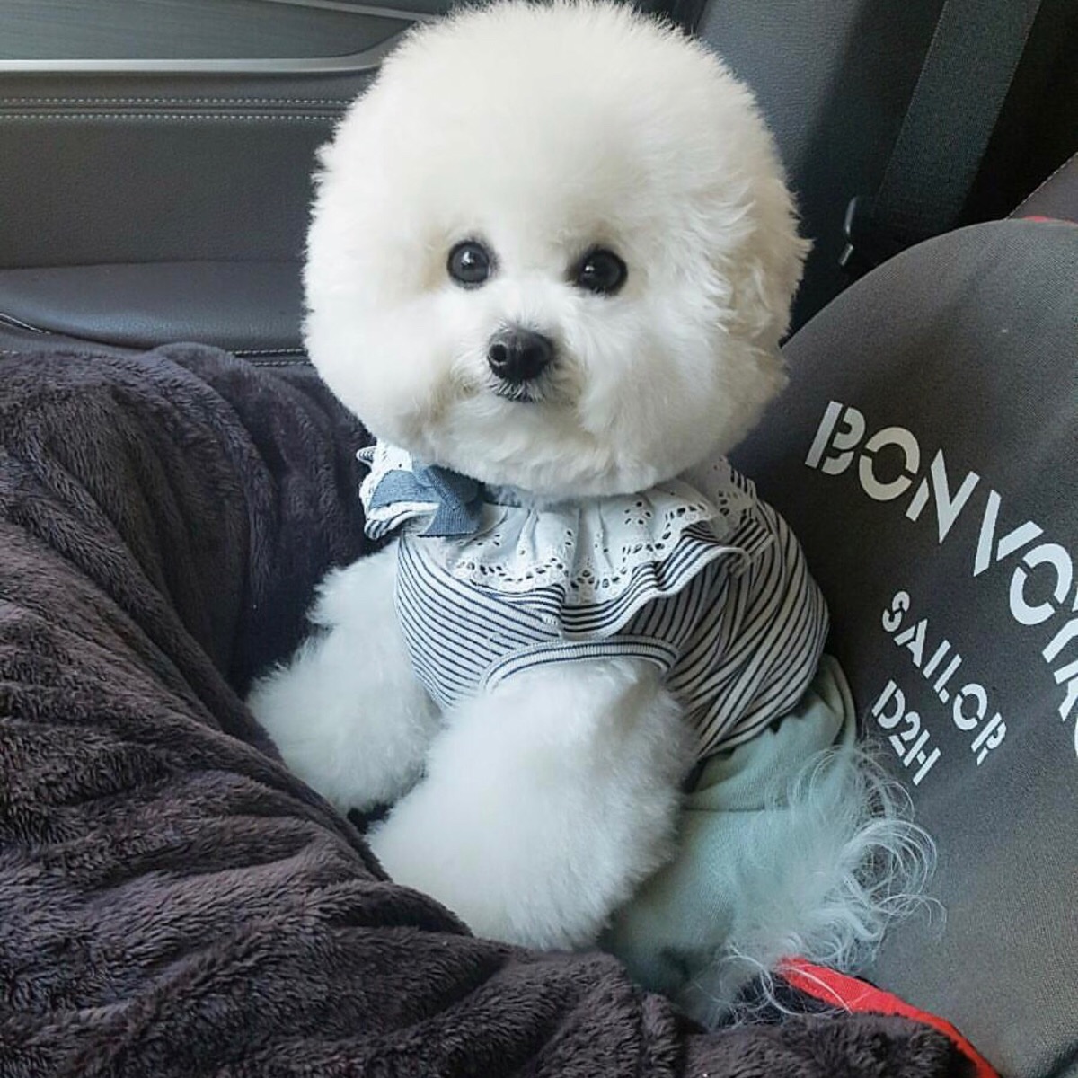 国人最爱的比熊犬,无奈却有"6大缺点"!