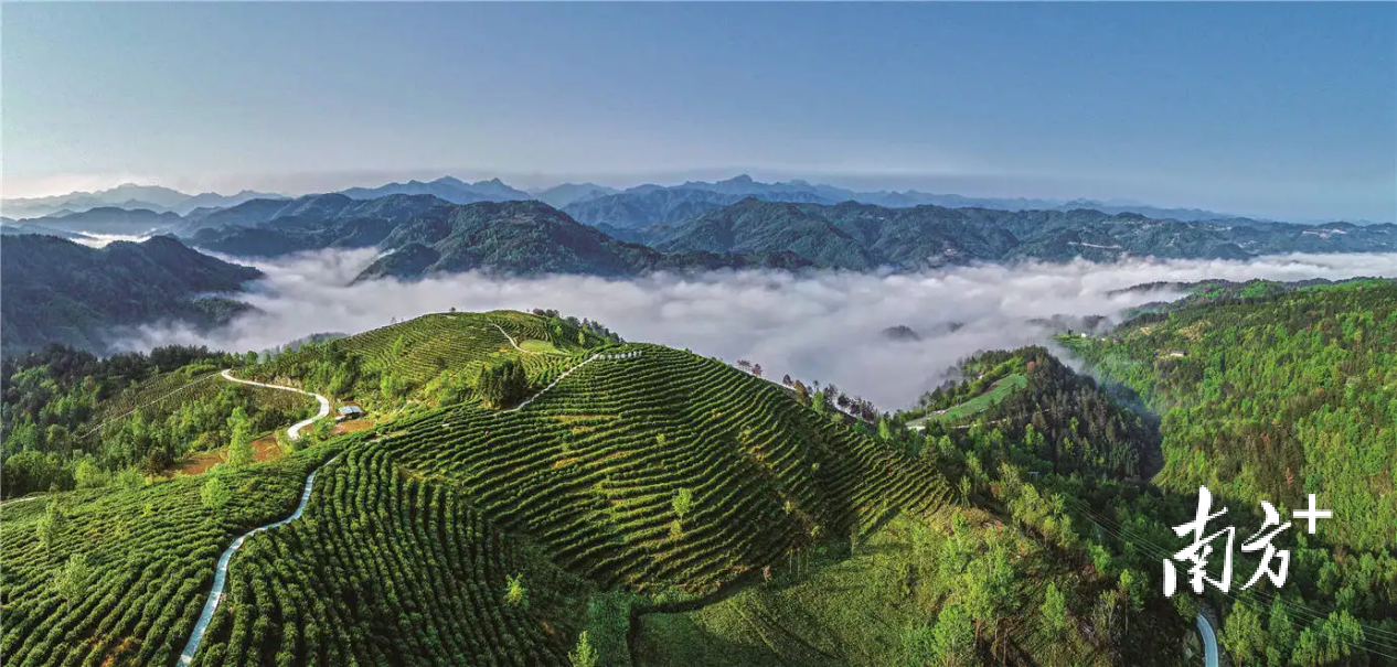 秦巴蒼茫,漢水悠廣,陝茶傳千年|中國茶產區巡禮79