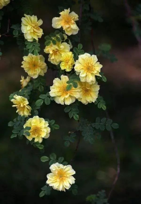 刺薔薇怎麼施肥