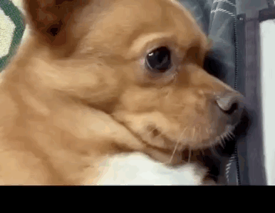 盘点那些坐拥"千万粉丝"的网红犬,糯米,哈尼皆上榜!