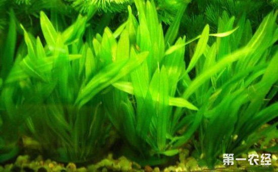 长30厘米鱼缸造景视频_20厘米小鱼缸造景步骤_20厘米小鱼缸造景图片