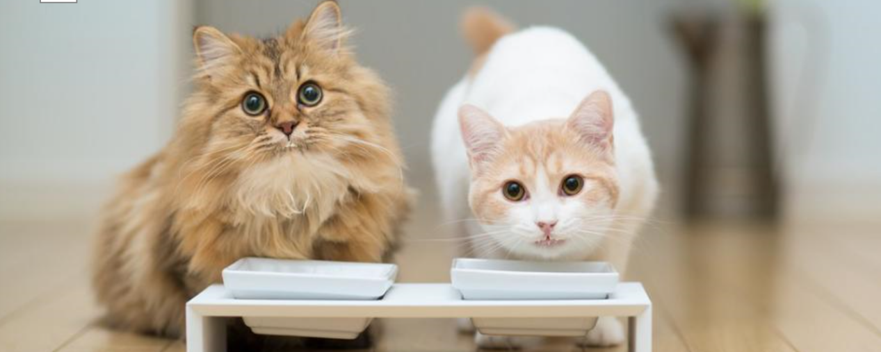 猫的寿命是多少年?