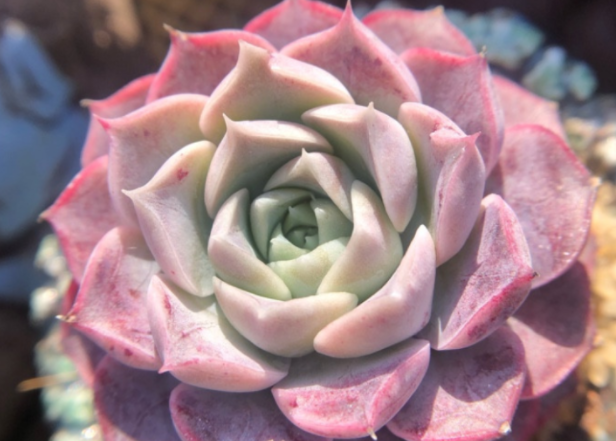 20多肉——海琳娜:颜值出众好养护,夏季种植注意这些就够了