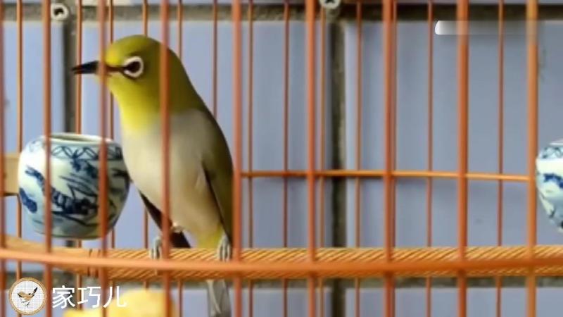 绣眼鸟大叫16分钟唱口清晰值得收藏的鸟叫声