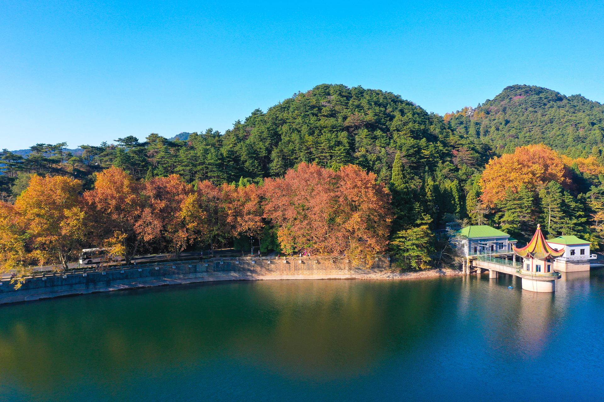 秋天的庐山,漫山遍野层林尽染,来庐山奔赴一场秋天的浪漫