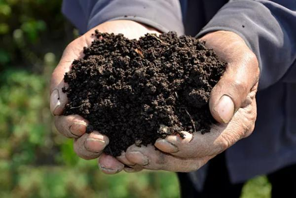 生长期间,砂姜黑土具有"托水,保肥"的作用,使得水稻生长后期水,肥供应