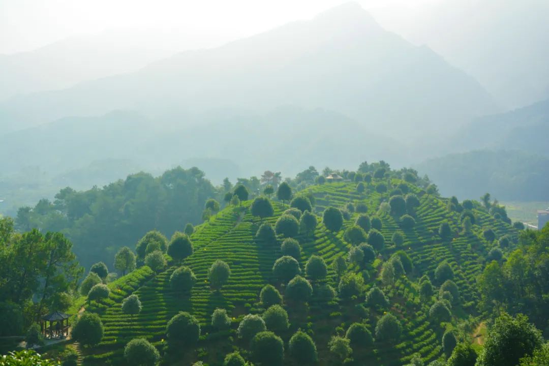 昭平茶博园图片