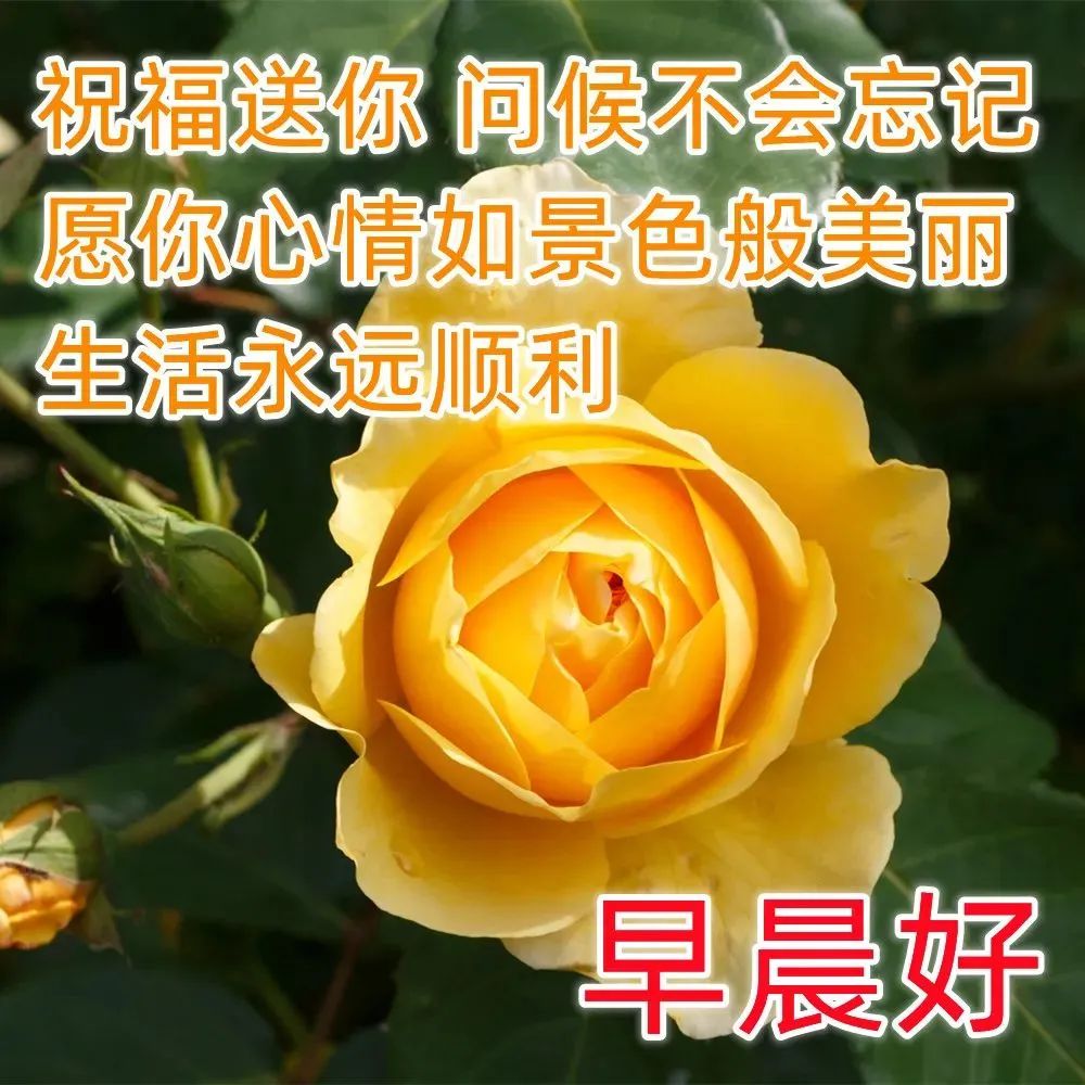 非常漂亮早上好问候祝福语图片带字