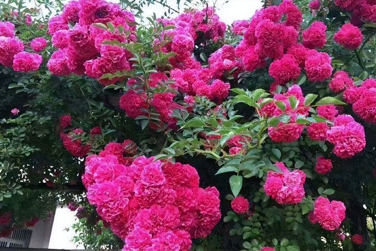 自家的阳台栽上甜蜜红木香,花朵艳丽,香气浓郁,好养还易活