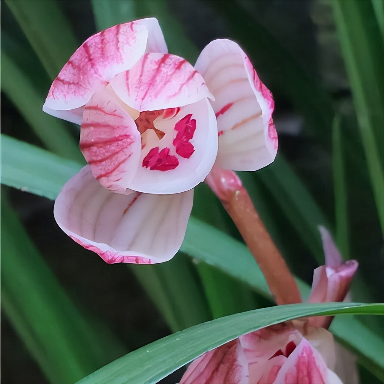 建兰红花荷瓣铭品——女儿红,花姿优美,色美花香,养兰首选