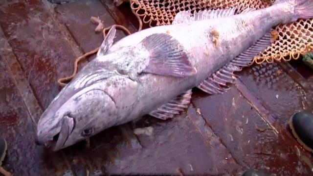 海底不明生物图片