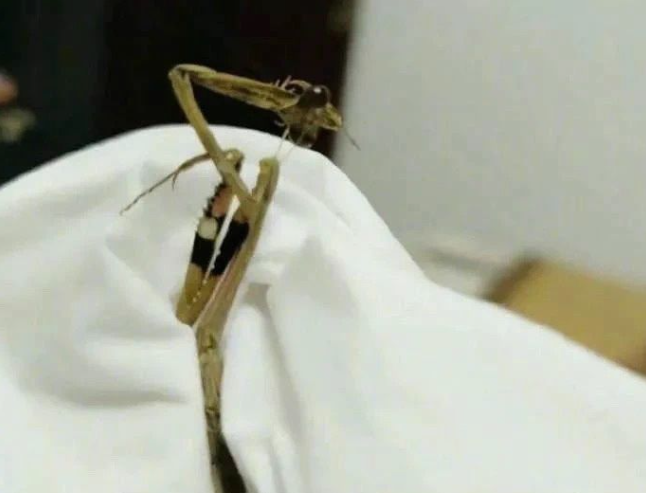 苍蝇的迷糊行为:把自己头拧下来玩,喜欢搓手