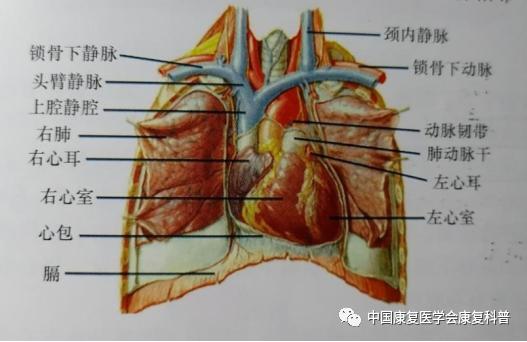 你了解自己的心肺能力吗?