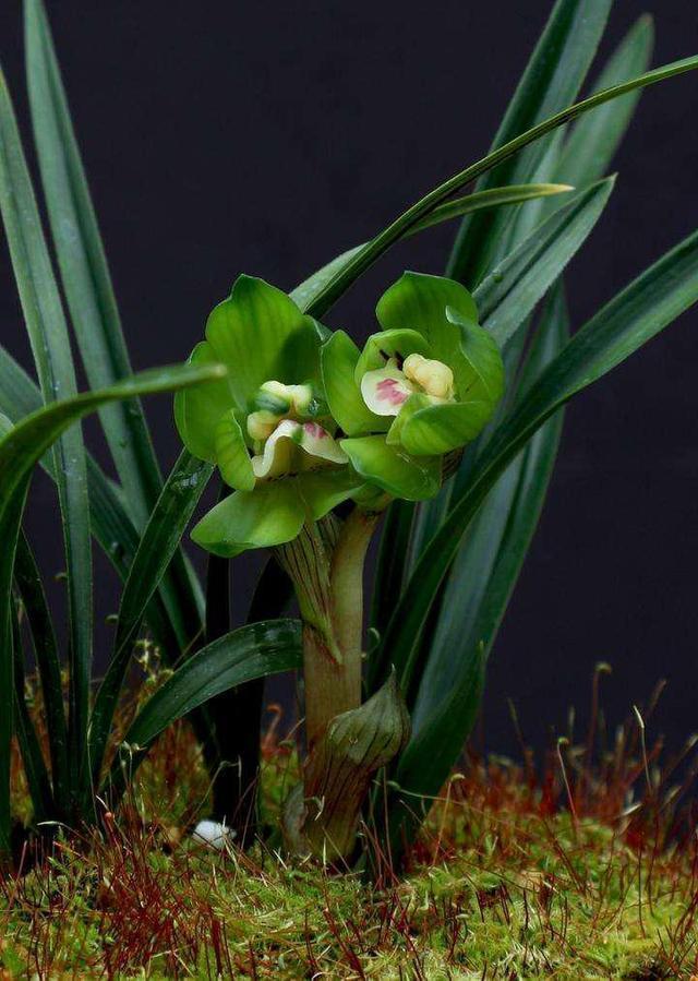 春兰"皇后"——绿云,开品高贵,艳压群芳,带您欣赏一下