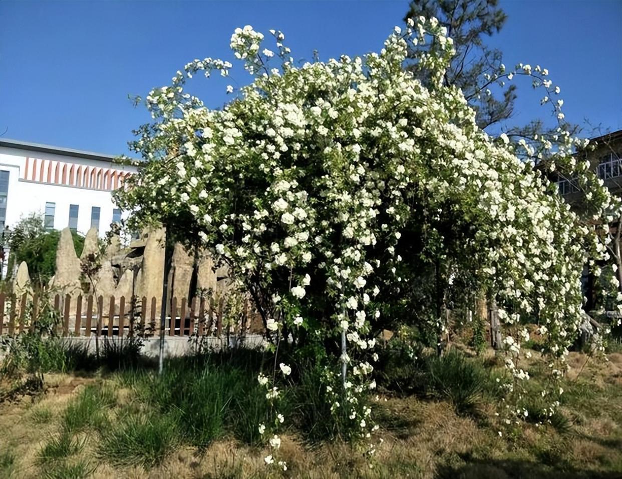 木香花抗寒耐旱,院子里种一棵,来年变成一片"花海"