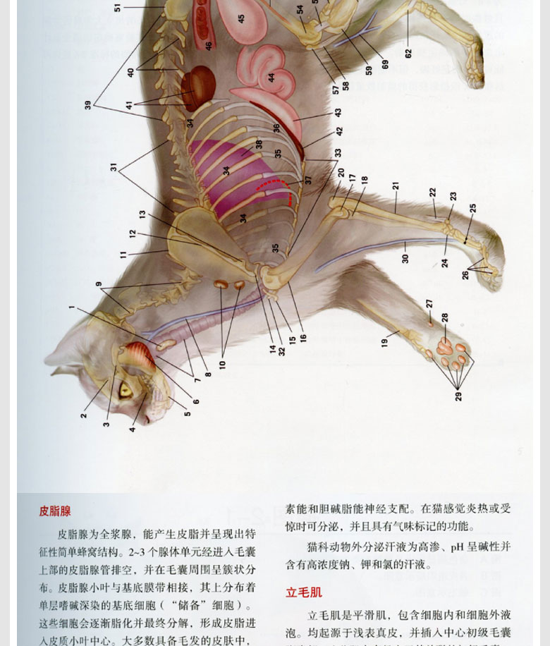 猫解剖彩色图谱猫不是小号的犬