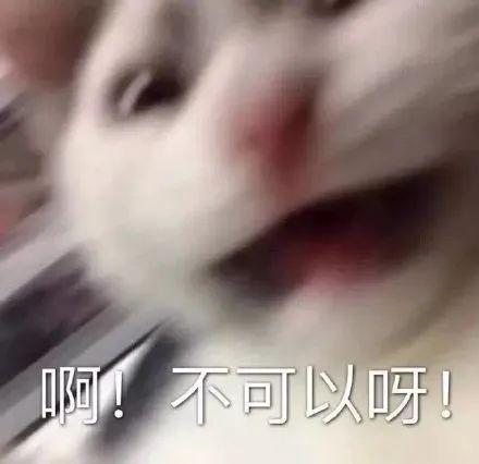 黑猫厨房:传说中和绵羊料理并列美食区,两大搞笑女?
