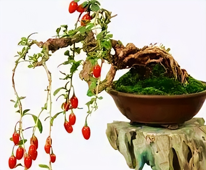 枸杞盆栽养殖方法和注意事项