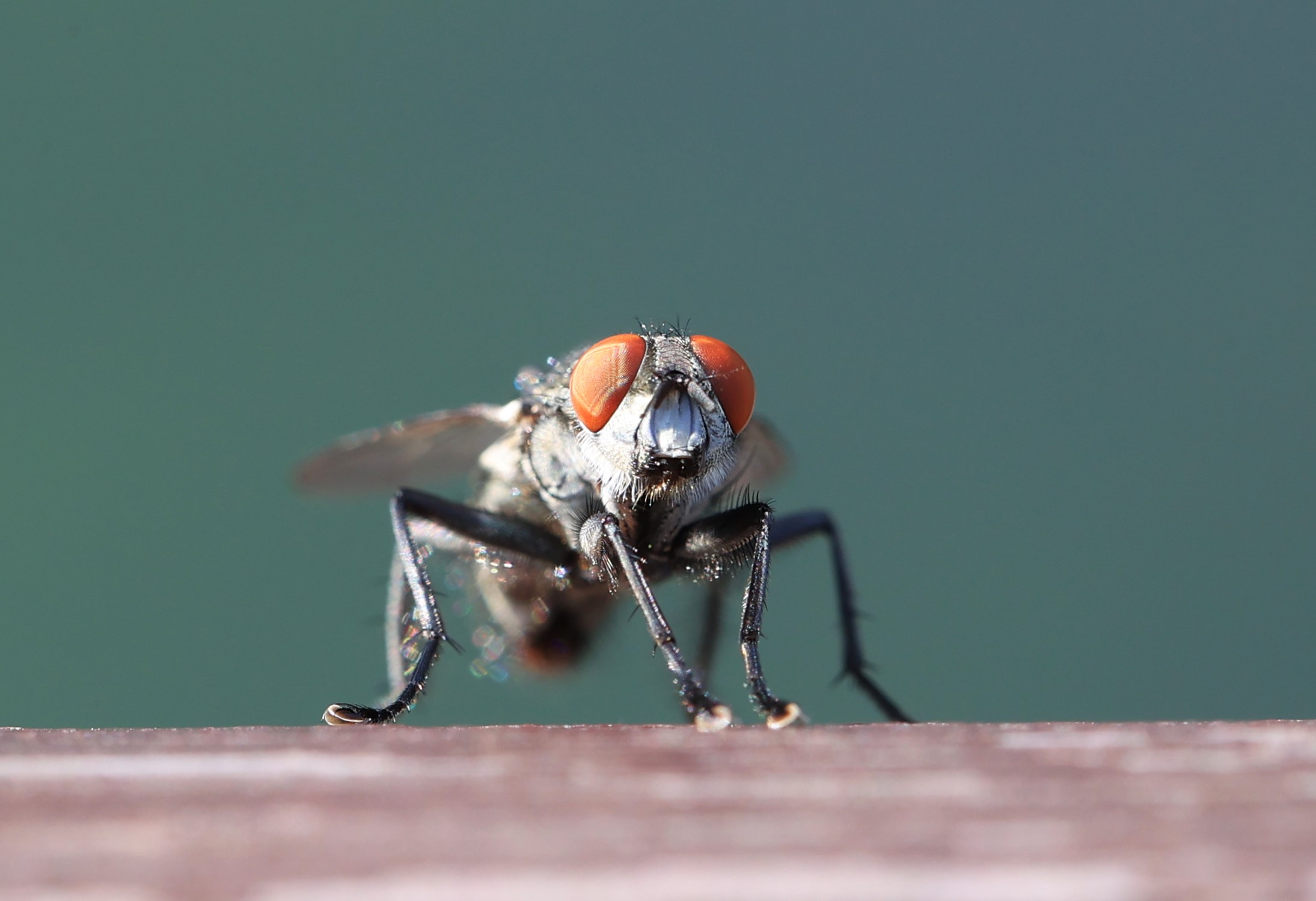 苍蝇,也有可爱的权利!