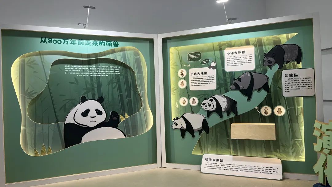 "萌兽大熊猫"大型主题公益科普展即将亮相喀什市