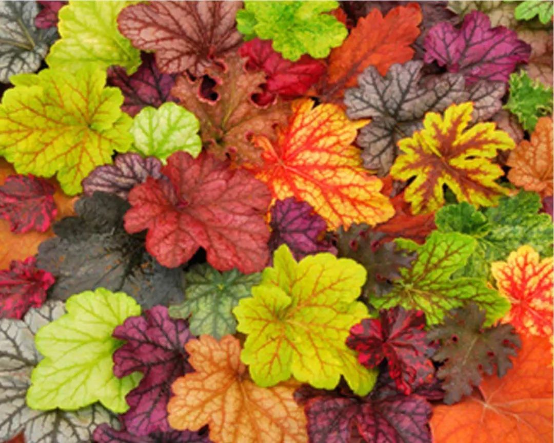 盘点15种适合庭院的彩叶植物,好看的庭院都需要一点不一样的色彩