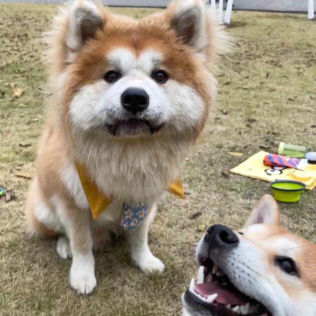 秋田犬vs柴犬