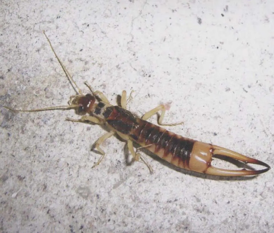 蠼螋是害虫还是益虫?出现在家中该如何应对?