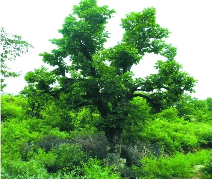 贯彻二十大辽宁在行动##美好辽宁欢迎您##网红打卡地辽宁杠杠滴# 树