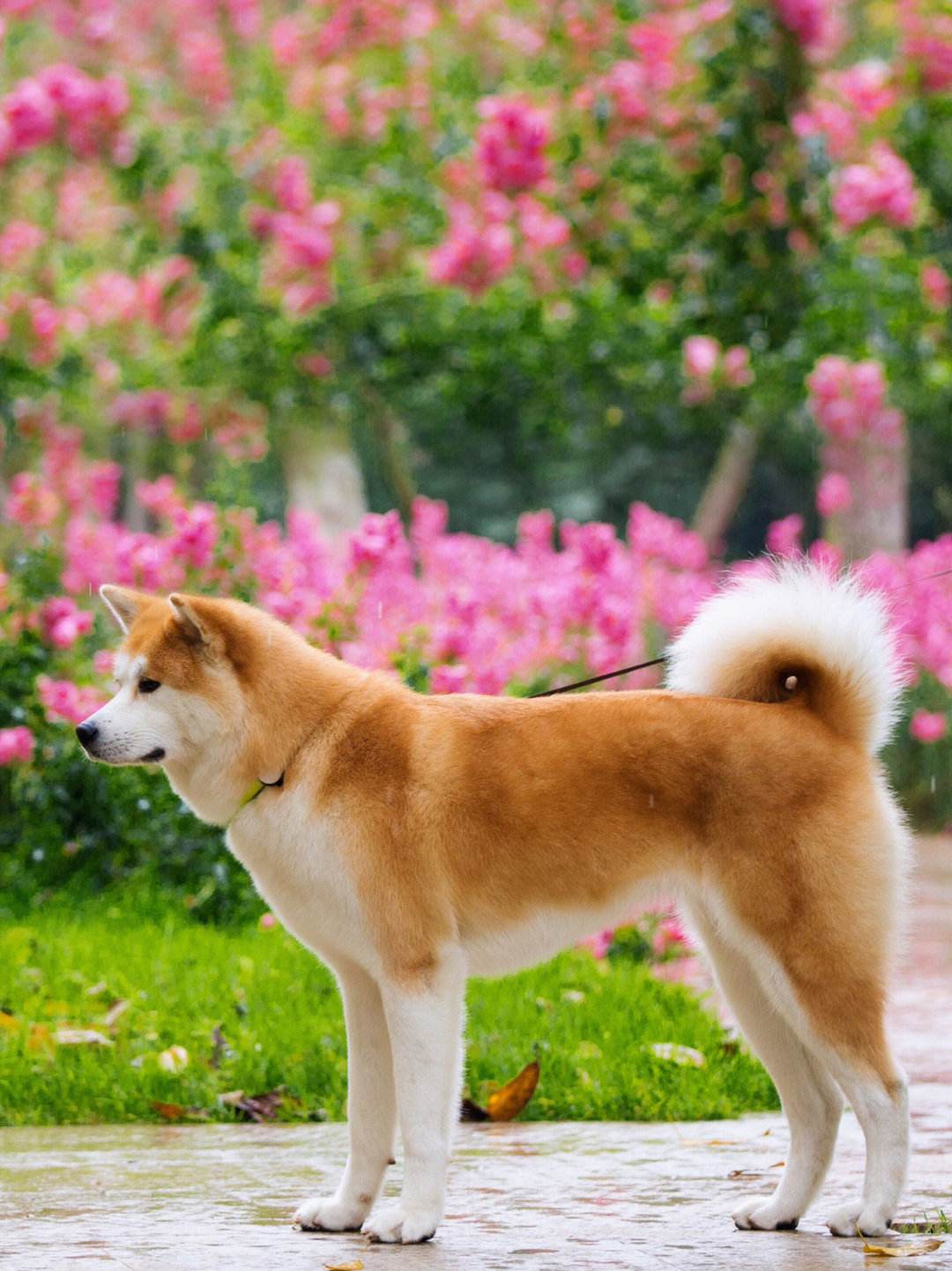 秋田是日本国犬可以说是高大威猛了那为什么养秋田犬的人少?