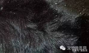 14种宠物常见皮肤病图文大全！（最全版）-16种宠物常见皮肤病图文大全