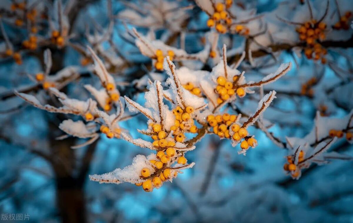 沙棘为何被称为"神奇之果"?来看看右玉沙棘