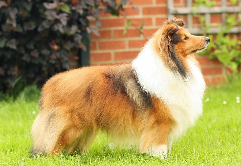 为什么喜乐蒂的毛发变得粗糙了?原来是因为这些!