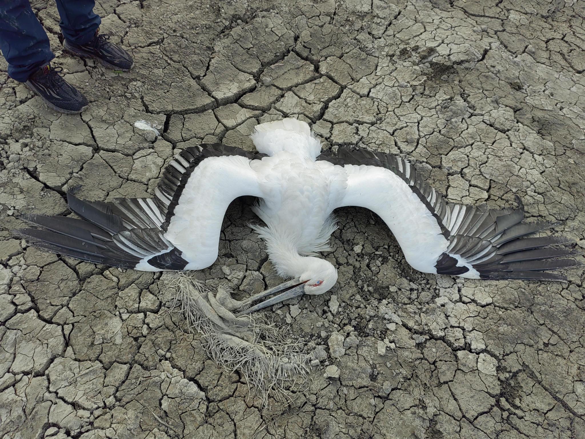 全球野生动物群亡事件频发,人类究竟做了什么?