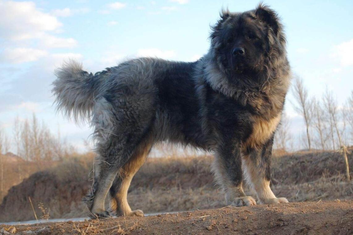 世界上最大的狗,藏獒见了扭头就跑,真有这么厉害?