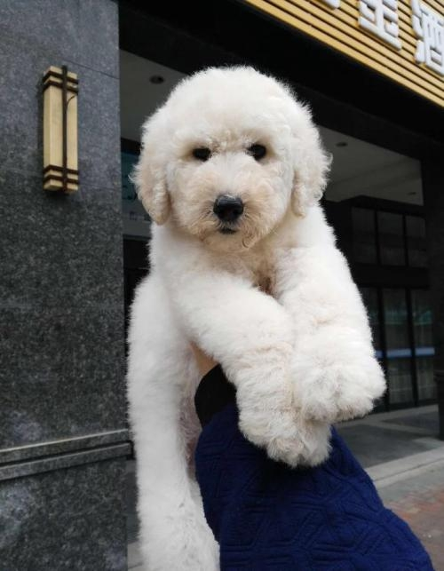 养一只巨贵犬是什么体验?看完你就知道了