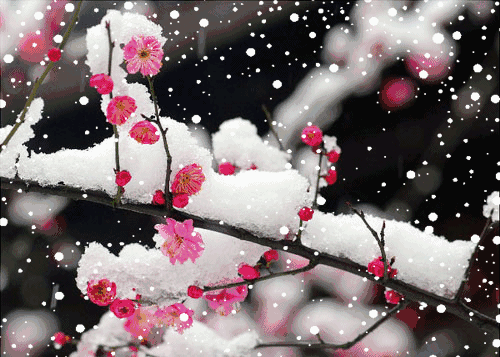 雪花与梅花,是世间最美丽的绝配,一个至白,一个至香,踏雪寻梅,浪漫了