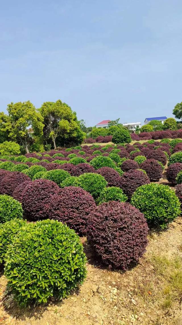专业团队 基地直发,星星园林景观打造最优质苗木批发服务