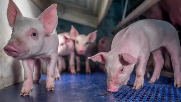 警惕!冬季猪流行性腹泻多发,预防可以这样做