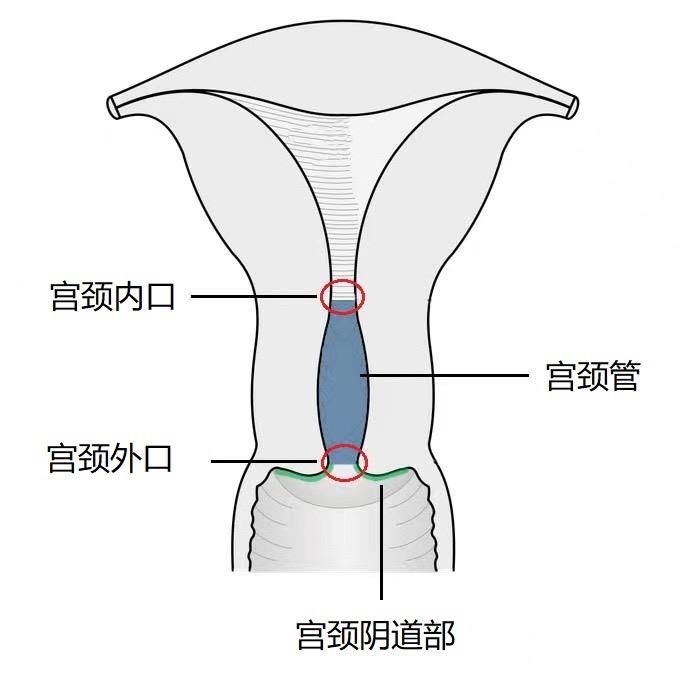 宫颈的作用原来这么大!这些行为正在伤害它