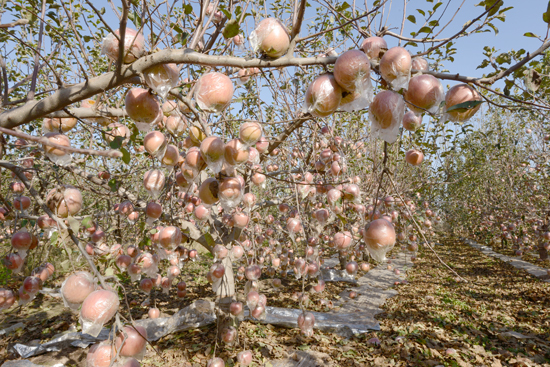 河南省中牟县宋广义邀您品尝黄河滩生态苹果