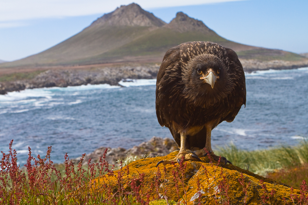 红腿巨隼,异常聪明的猎鹰正统治着遥远国度的岛屿