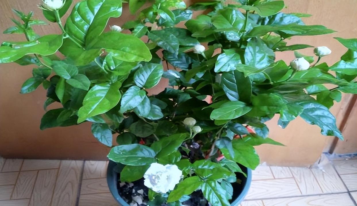 虎头茉莉,优秀的盆栽茉莉花,花大美丽,芬芳馥郁,多季节开花