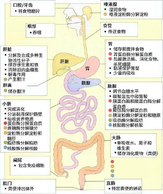 进入小肠,同样会有粘膜细胞吸收,进入毛细血管淋巴管,到达循环系统
