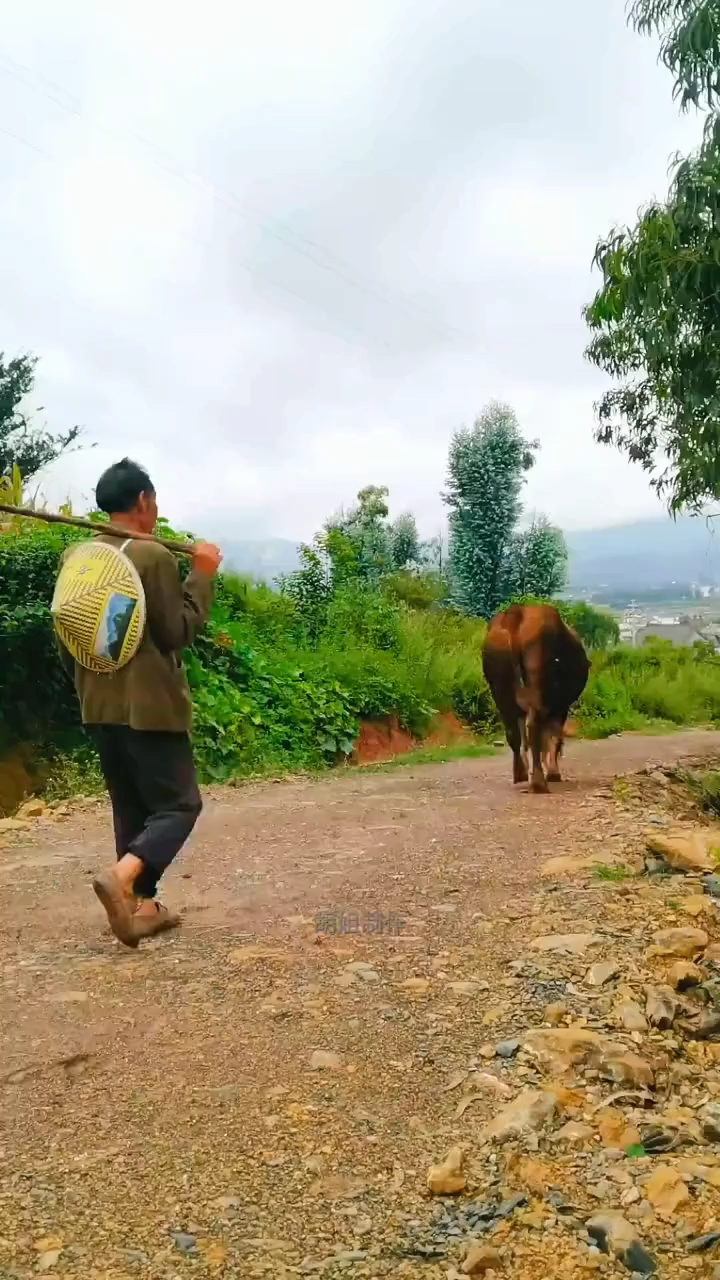 傻子放牛在一个古老的乡村里