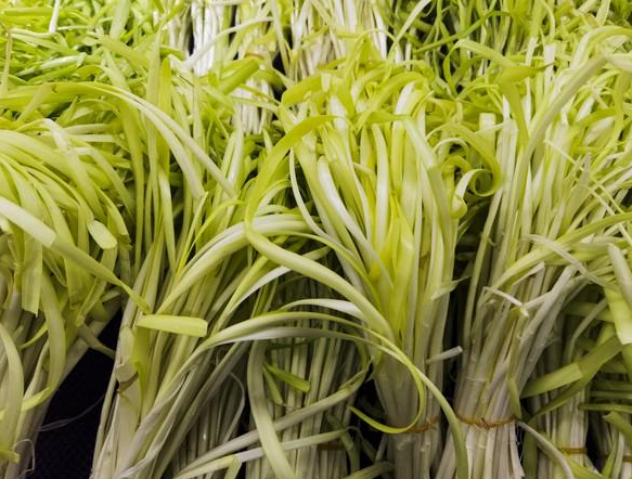 在我国的土地上遍地开展——韭黄