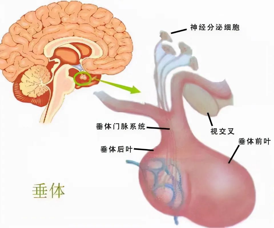 大脑脑垂体位置图片图片