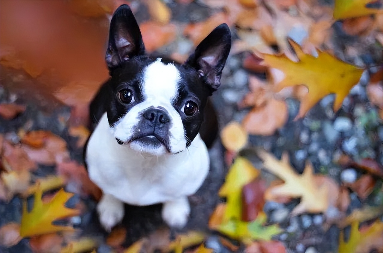 十大梗犬图片