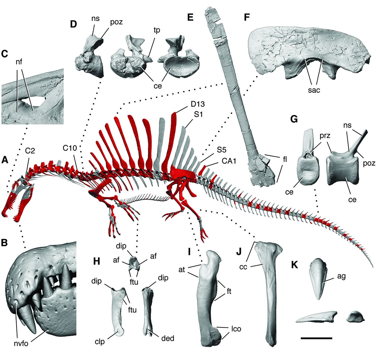 中国东北出土的暴龙化石,跟现代鸟类及爬虫类骨头对比研究