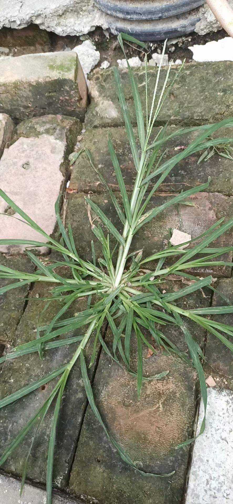 农村常见的1种野草,如今城里排队上山挖,浑身都是宝鲜有人知