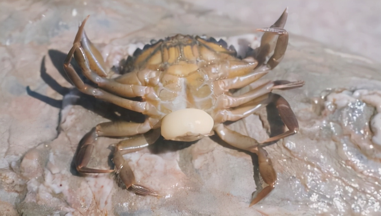 恐怖生物"蟹奴",寄生在螃蟹内控制其交配,最终成为僵尸螃蟹!